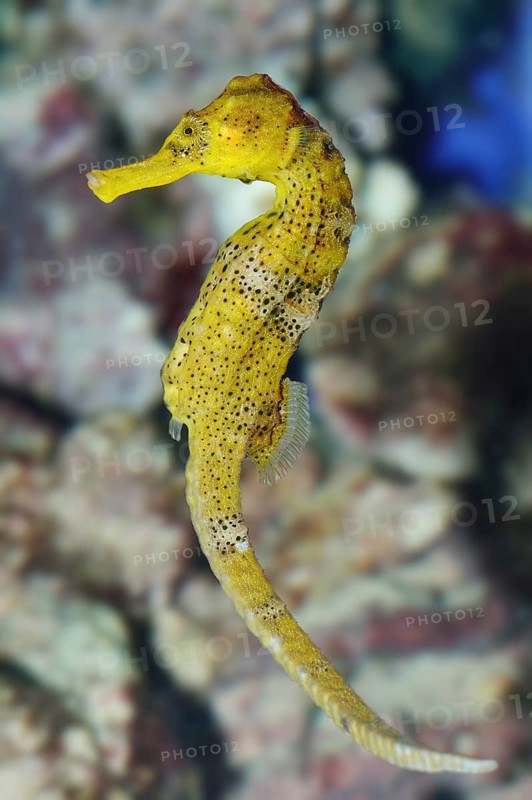 Long-snouted seahorse
