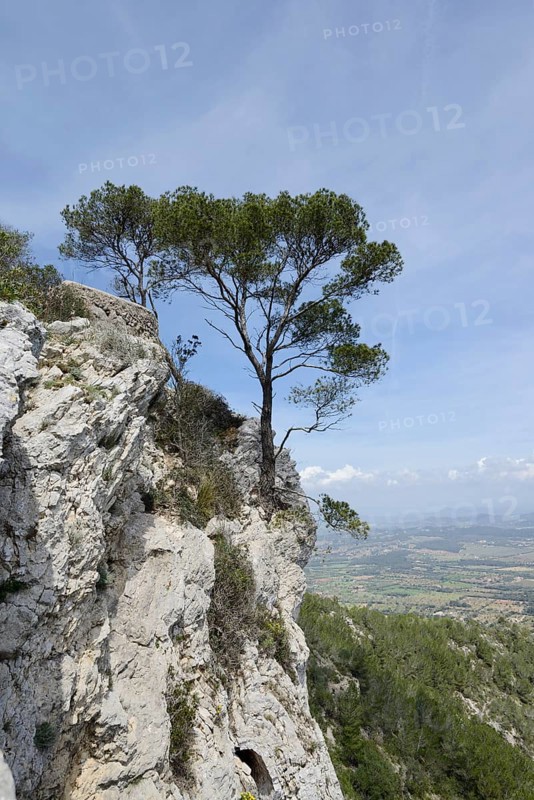 Aleppo pine