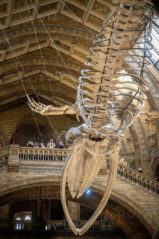 Blue whale skeleton