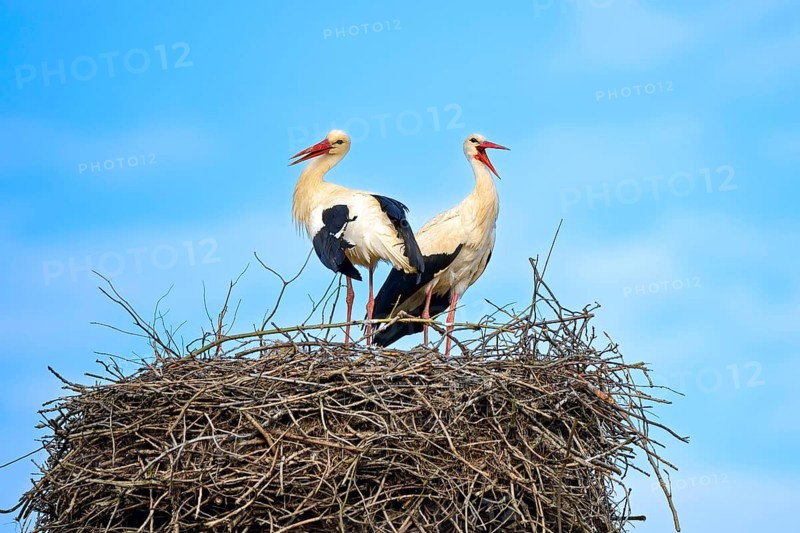 White storks