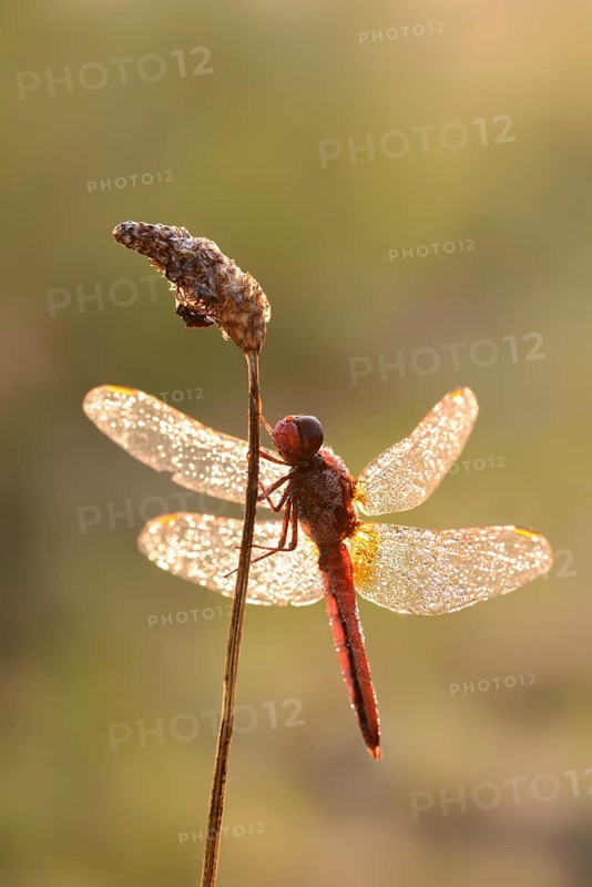 Scarlet dragonfly
