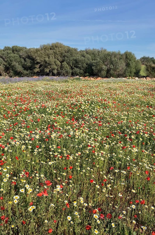 Flowering meadow with poppy flowers