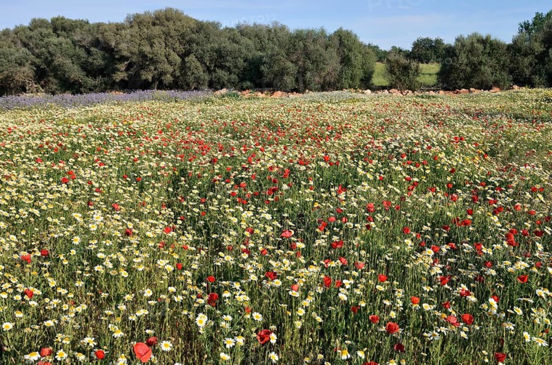 Flowering meadow with poppy flowers