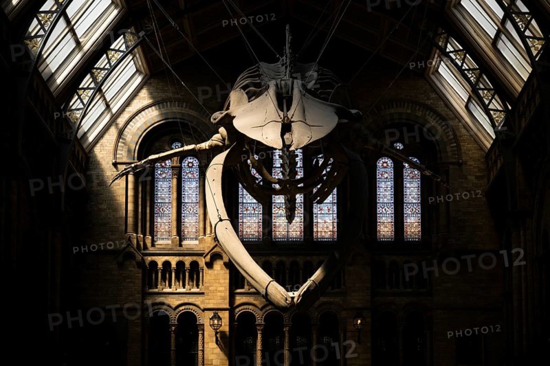 Blue whale skeleton