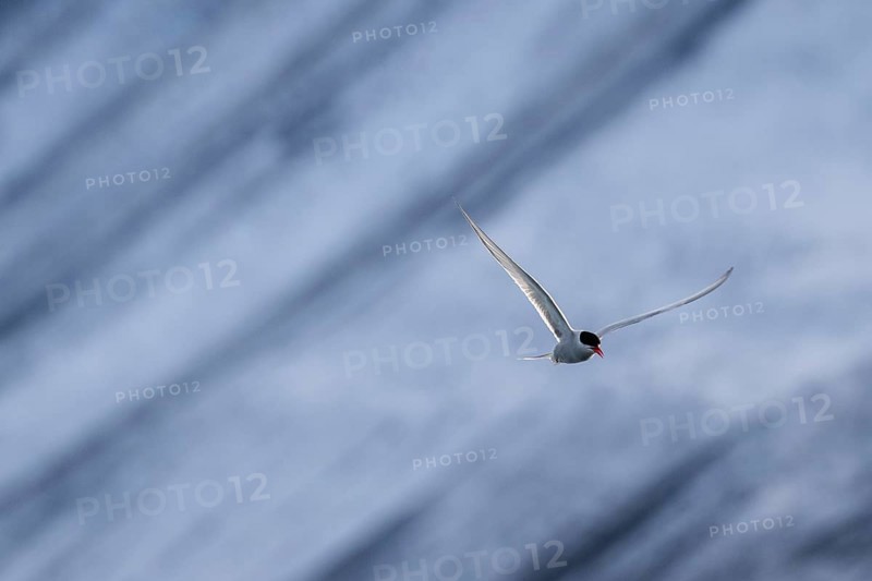 Arctic tern
