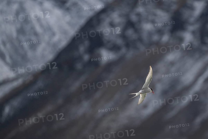 Arctic tern
