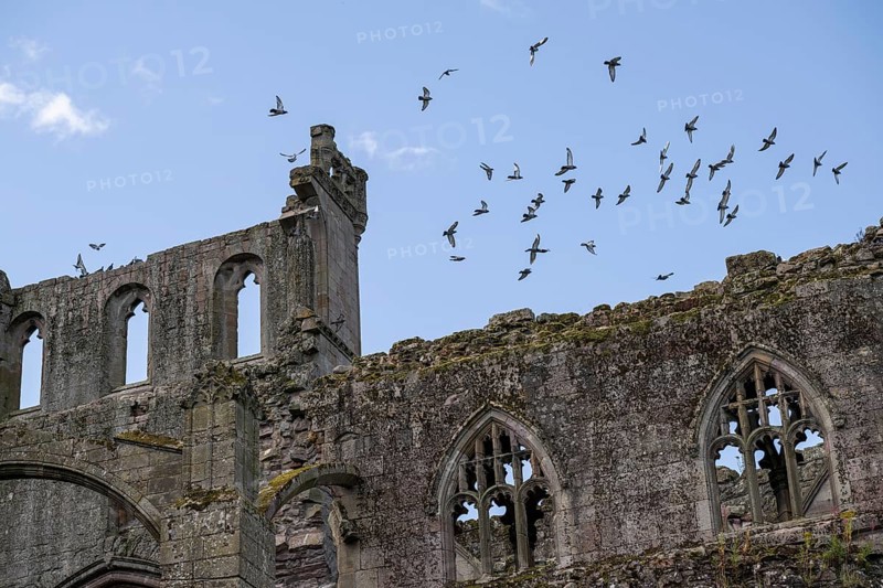 Melrose Abbey Ruin