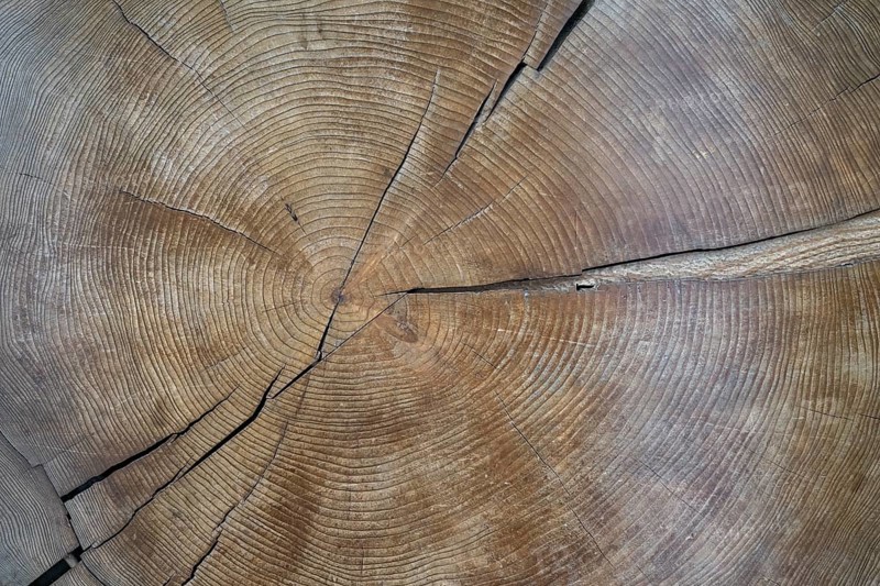 Cross-section through a tree trunk with annual rings