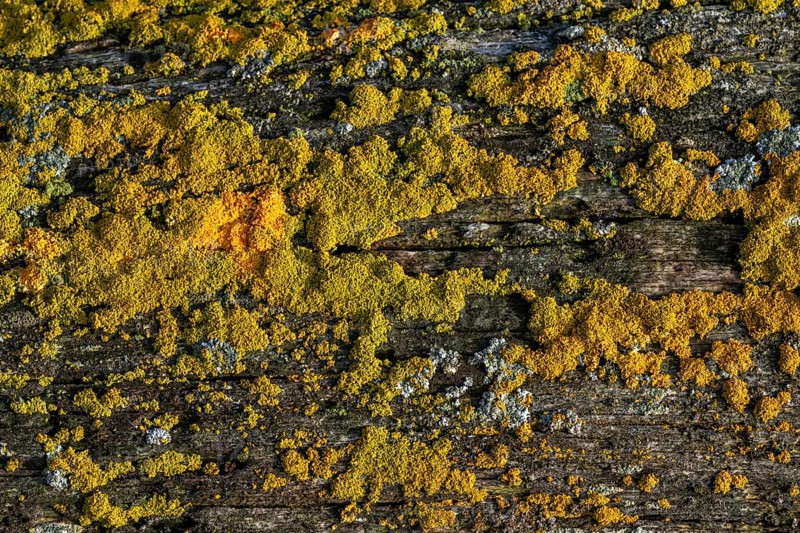 Lichen on driftwood log