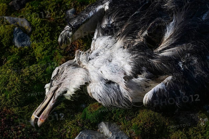 Dead Herring Gull