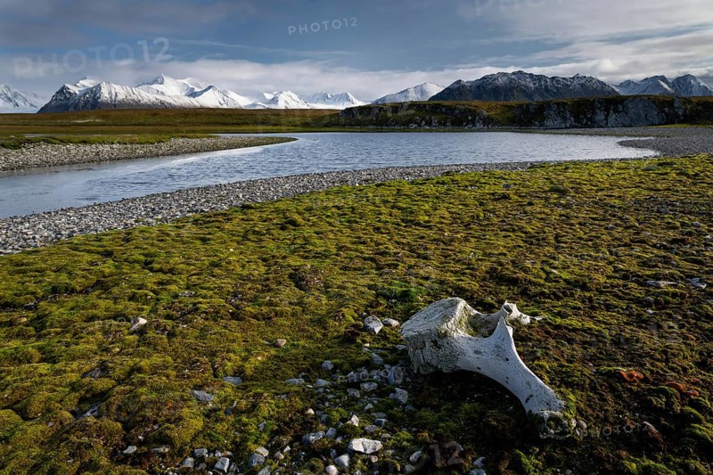 Whalebone