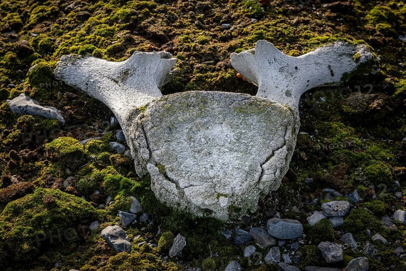 Whalebones