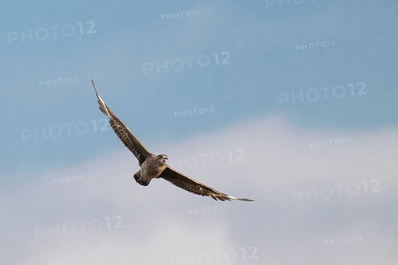 Great skua