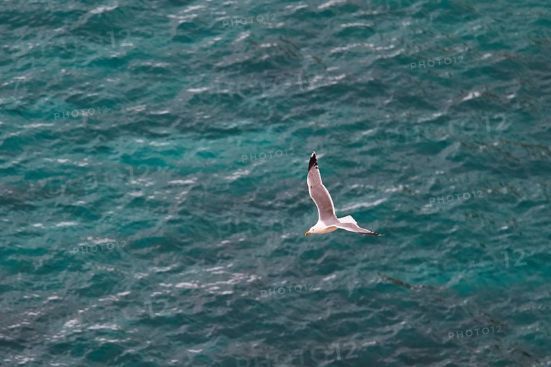 Seagull in flight