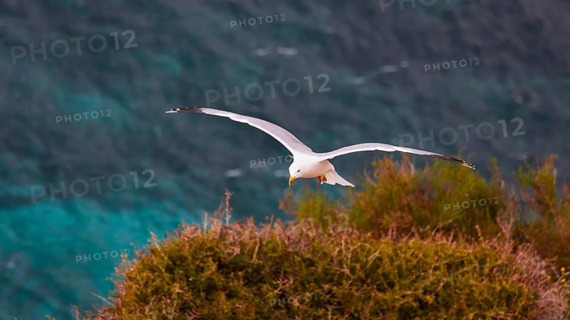 Seagull in flight