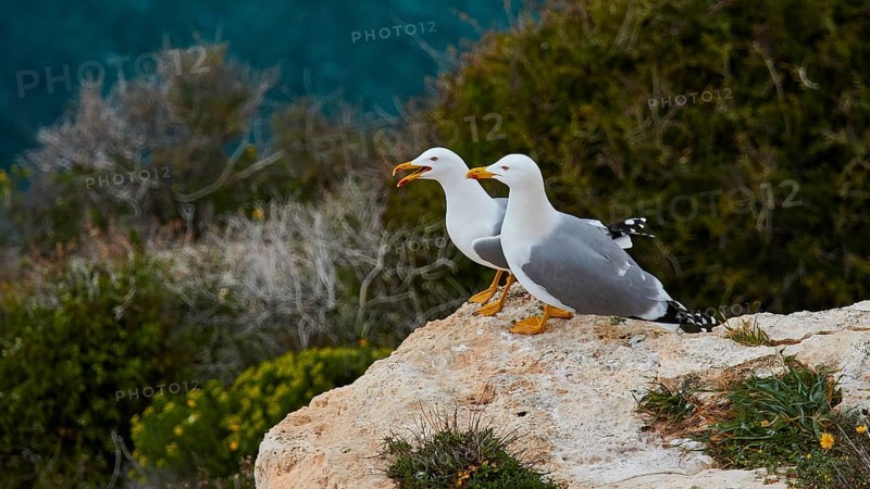 Two seagulls
