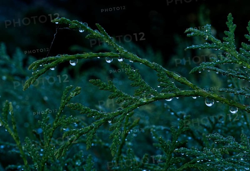 Thuja Tree of Life