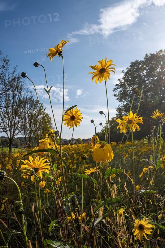 Flowering helianthus salicifolius