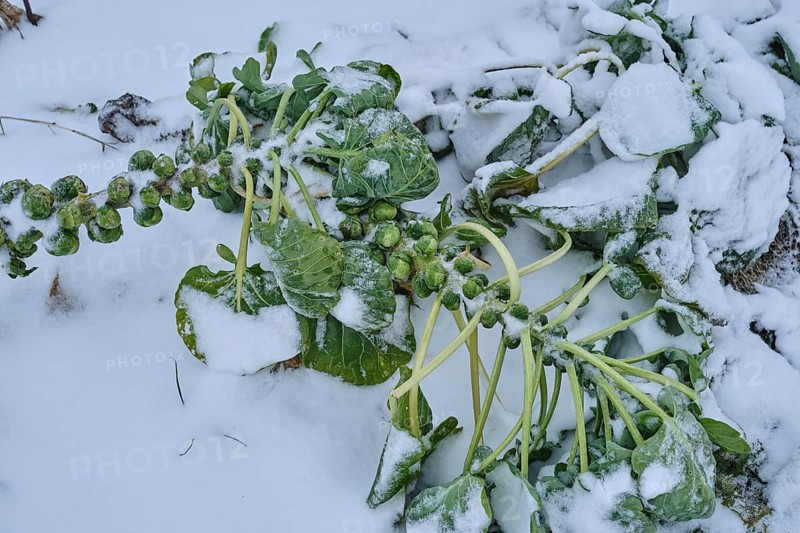 Brussels sprouts in the snow