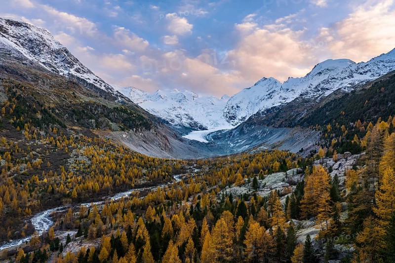 Autumn larch forest in front of Morteratsch glacier