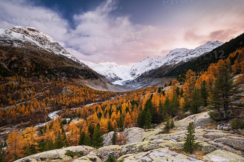 Autumn larch forest in front of Morteratsch glacier
