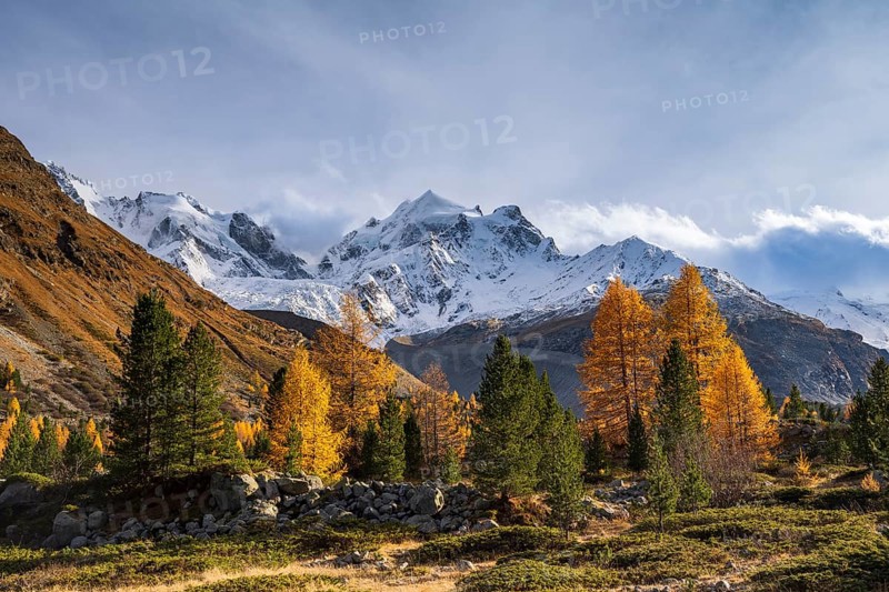 Golden larches in front of snow-covered mountains