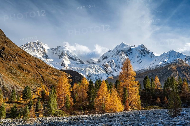 Golden larches in front of snow-covered mountains