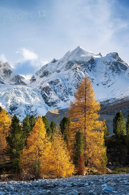 Golden larches in front of snow-covered mountains