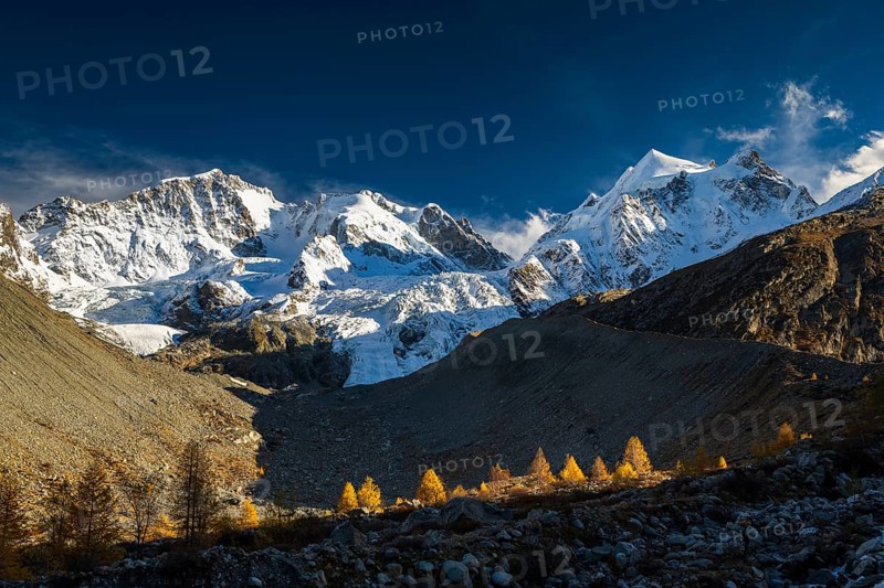 Golden larches in front of snow-covered mountains