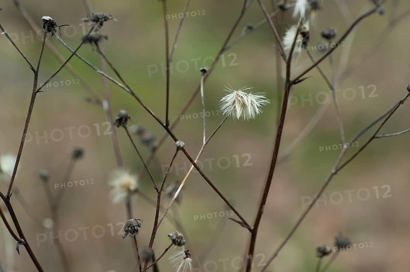 Withered flowers of a composite flower in winter