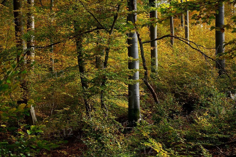 Beech forest in autumn