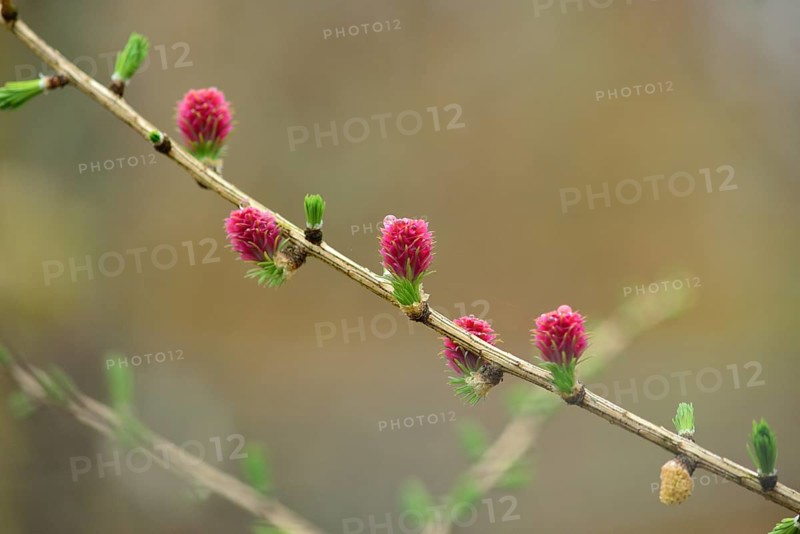 Pink cones on a branch of a European