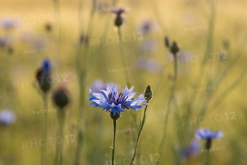 Inflorescence of a cornflower