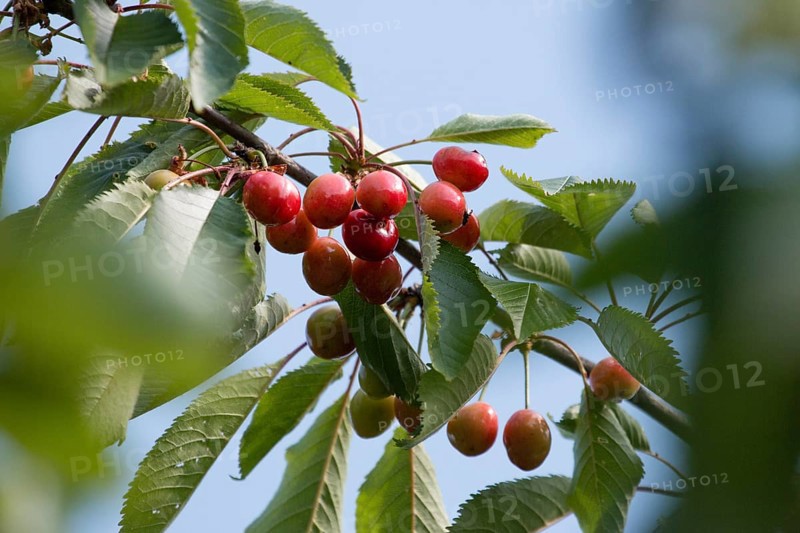 Ripe red cherries on a cherry tree