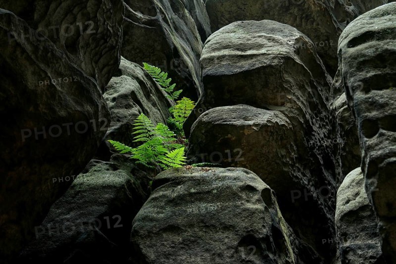 Green fern between rocks. Saxony