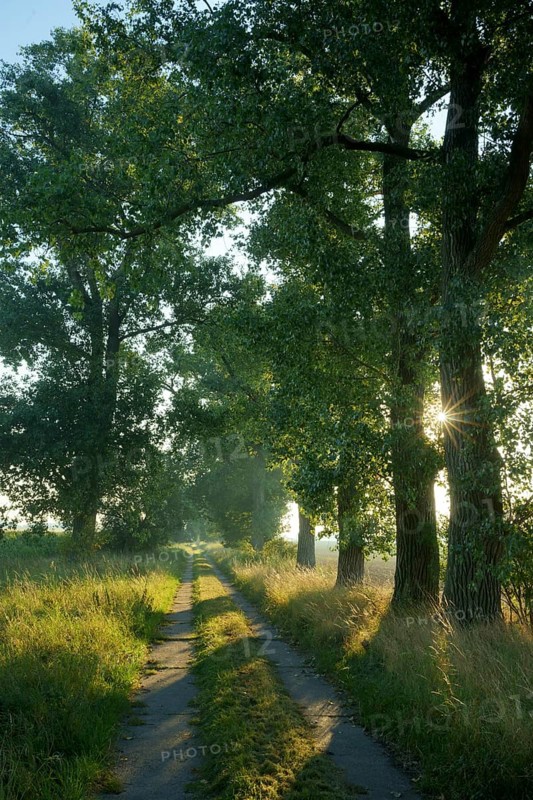 Avenue with poplars