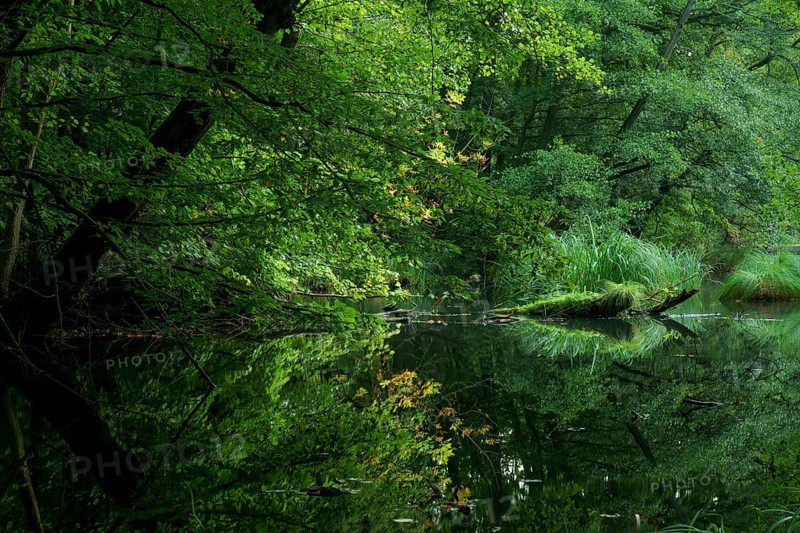 Vegetation reflected in a still water body. Brandenburg