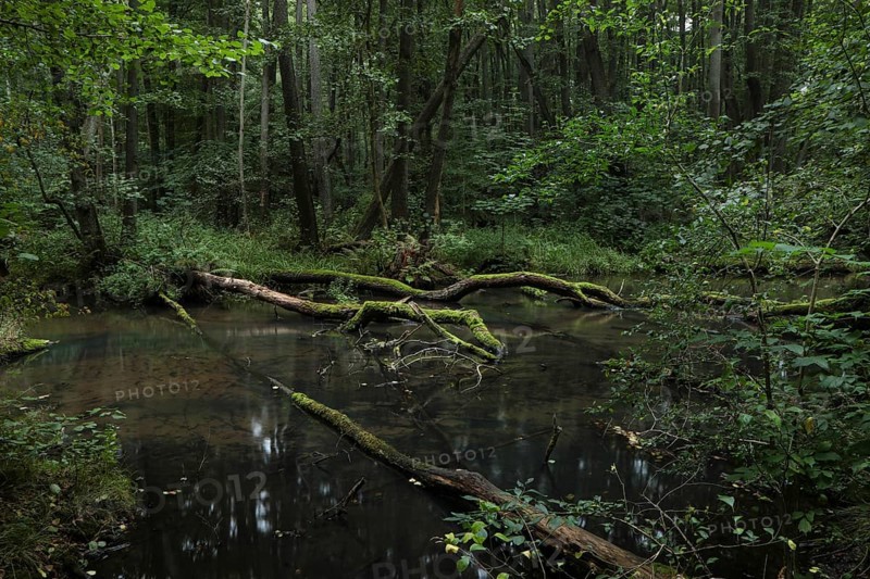 A near-natural stream with deadwood flows through an alder swamp forest. Brandenburg
