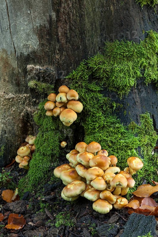 Sulphur heads at the foot of a dead tree. Brandenburg