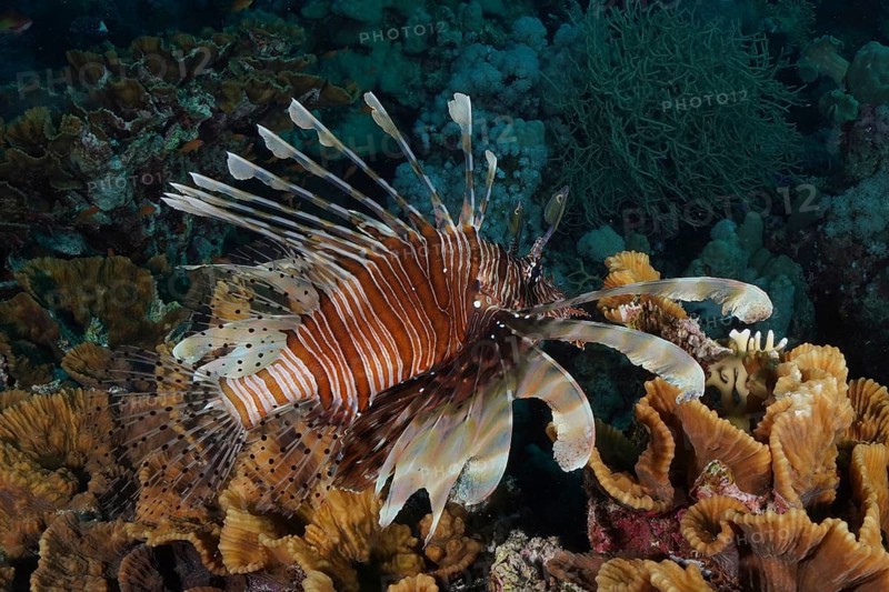 Pacific red lionfish