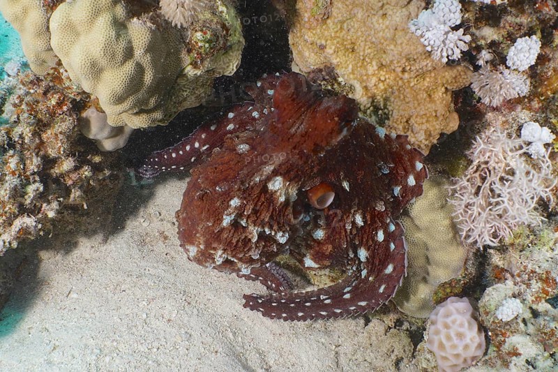 Great Blue Octopus