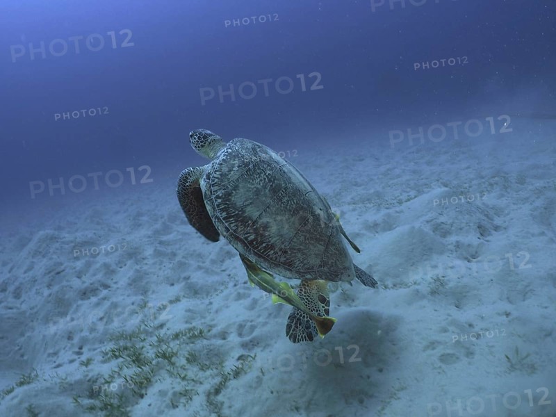 Green turtle