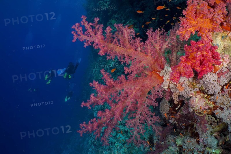 Hemprich's tree coral