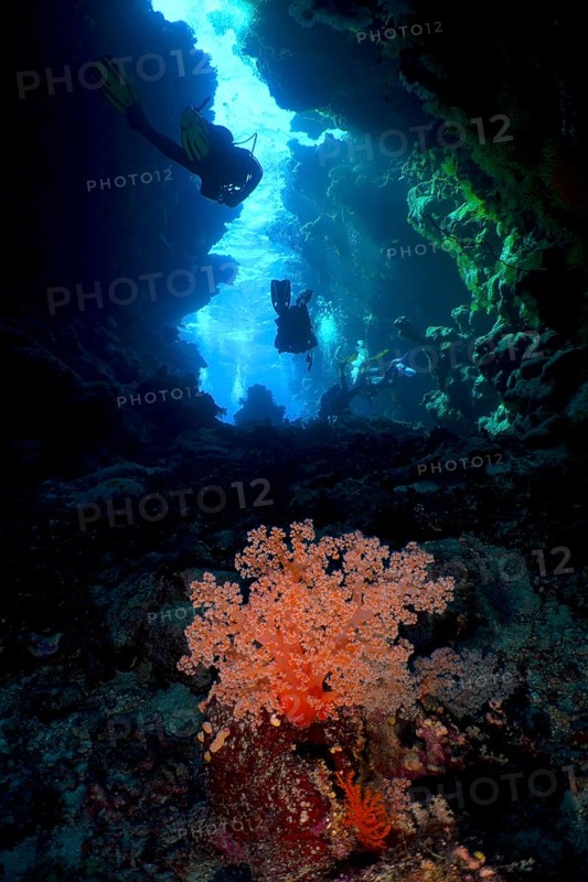 Hemprich's tree coral
