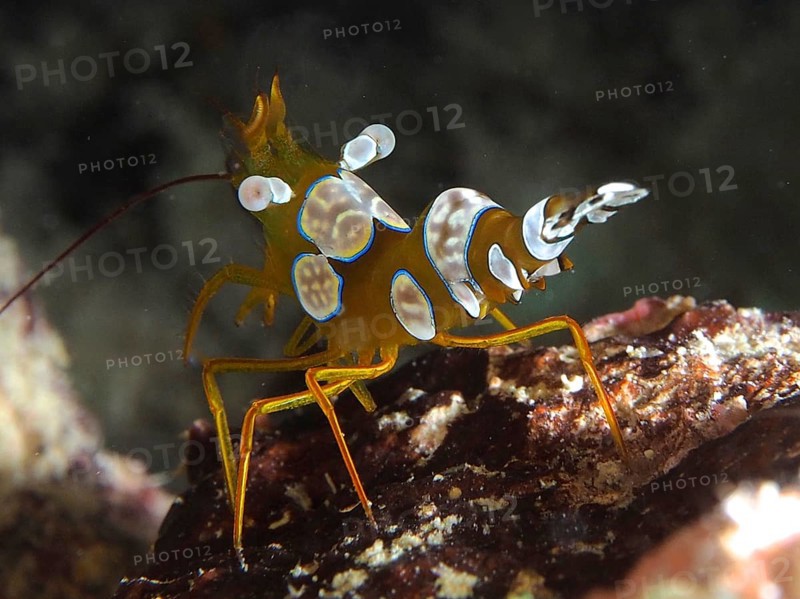 Squat shrimp
