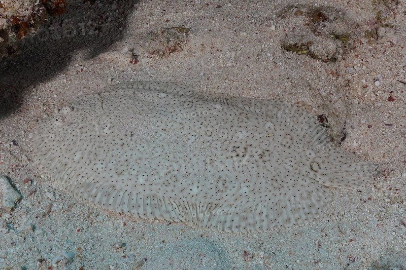 Well camouflaged finless sole