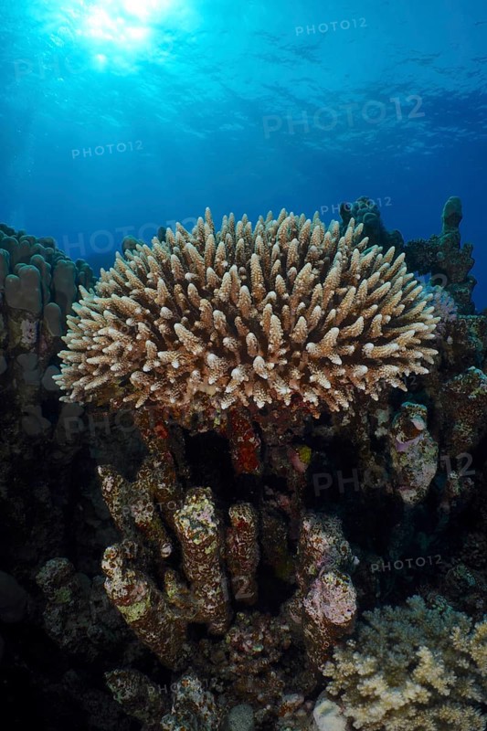 Low staghorn coral