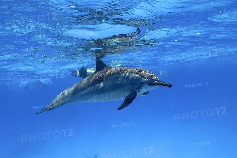 Spinner dolphin