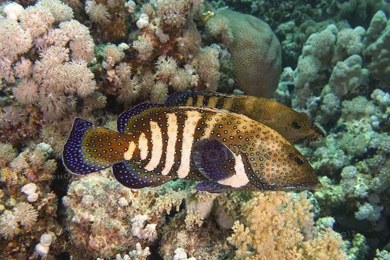 Pair of bluespotted grouper