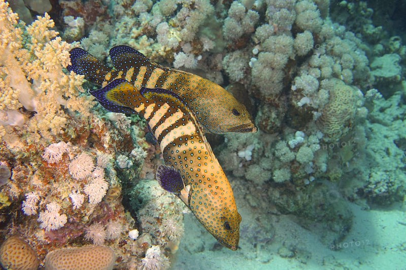 Pair of bluespotted grouper